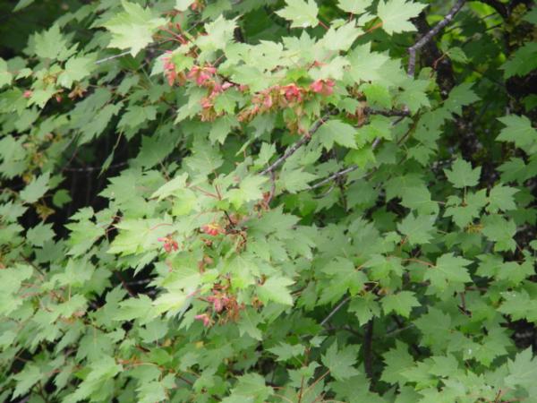 Photo of Acer glabrum by Jim Dickson