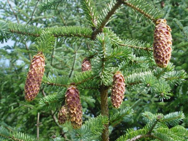 Photo of Picea sitchensis by Jim Dickson