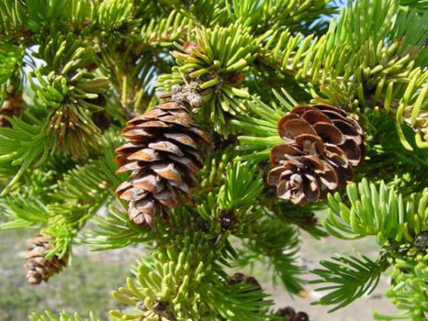 Photo of Picea glauca by Jim Dickson