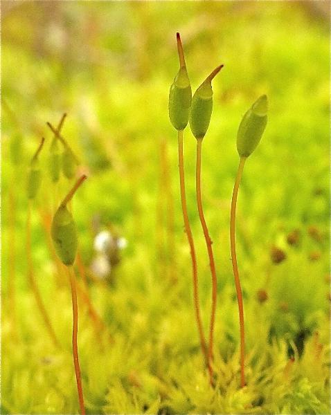 Photo of Dicranoweisia cirrata by Rosemary Taylor