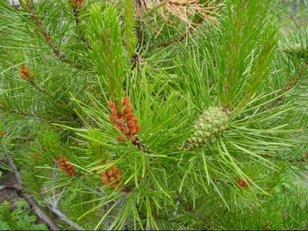 Photo of Pinus contorta var. latifolia by Jim Dickson