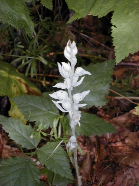 Photo of Cephalanthera austiniae by <a href="http://edleymapsandgraphics.com">Mike Edley</a>