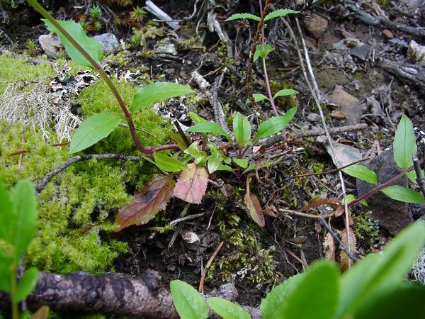 Photo of Penstemon serrulatus by Province of British Columbia (Bill Jex)