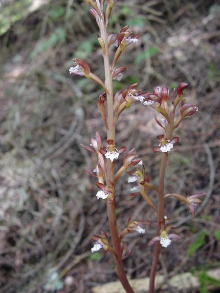 Photo of Corallorhiza maculata var. occidentalis by Province of British Columbia (Bill Jex)