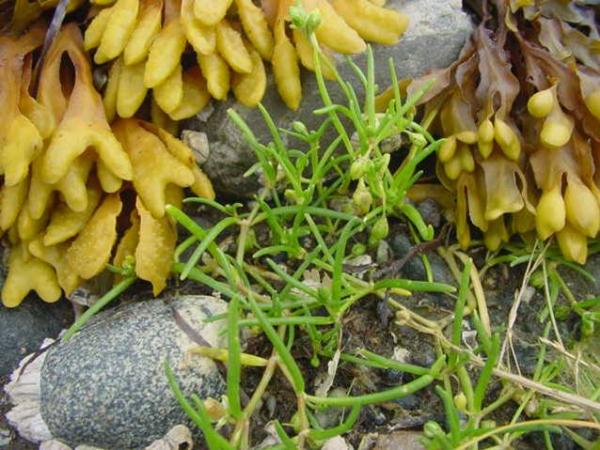 Photo of Spergularia canadensis by Jim Dickson