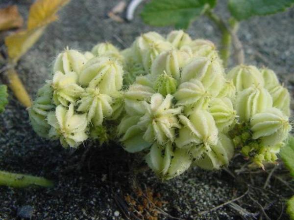 Photo of Glehnia littoralis ssp. leiocarpa by Jim Dickson