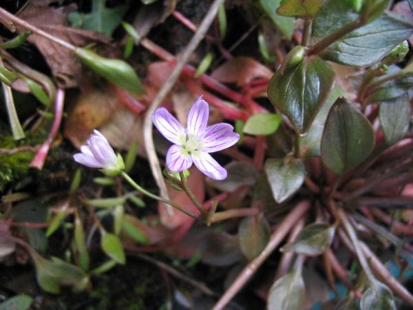 Photo of Claytonia sibirica by Phil Henderson