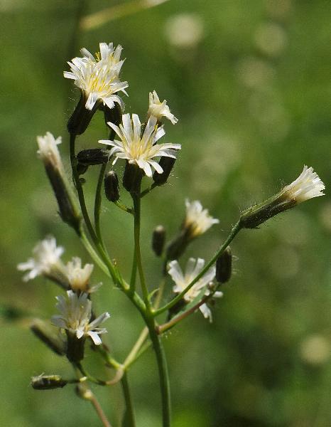 Photo of Hieracium albiflorum by Virginia Skilton