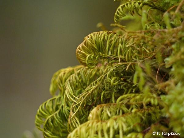 Photo of Dendroalsia abietina by <a href="http://naturestudent.wordpress.com/">krista kaptein</a>