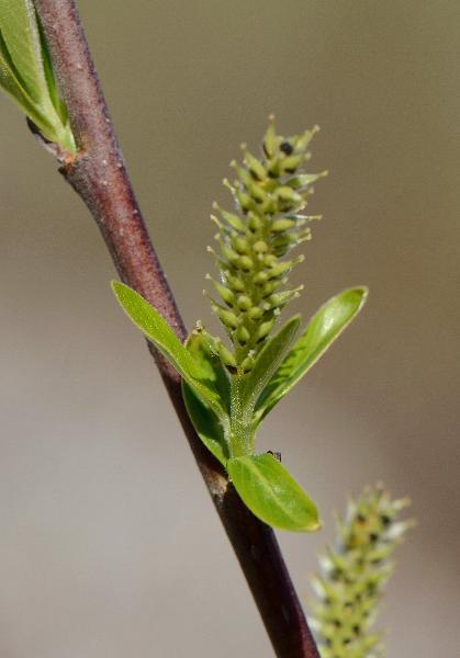 Photo of Salix sitchensis by Virginia Skilton