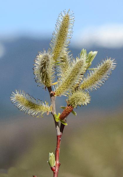 Photo of Salix sitchensis by Virginia Skilton