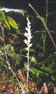 Photo of Cephalanthera austiniae by Brian Klinkenberg