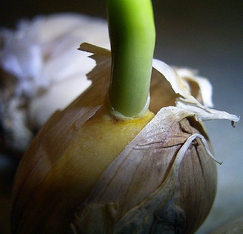 Photo of Allium sativum by <a href="http://www.flickr.com/photos/dianesdigitals/">Diane Williamson</a>