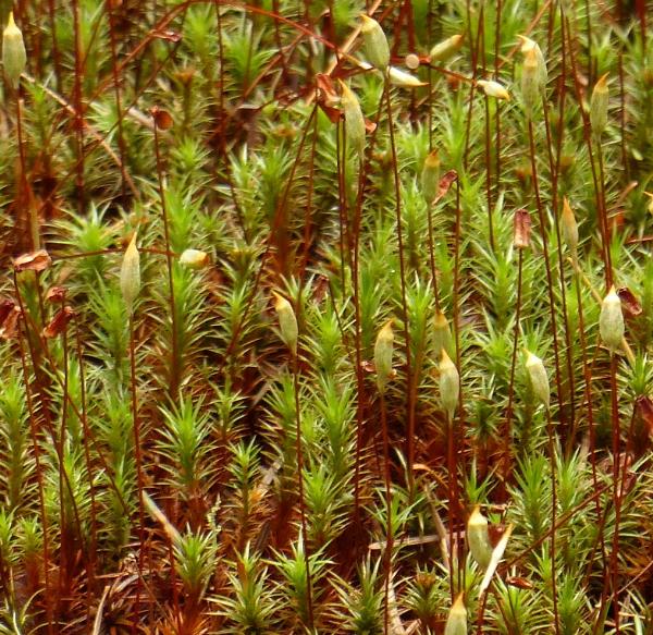 Photo of Polytrichum juniperinum by Rosemary Taylor