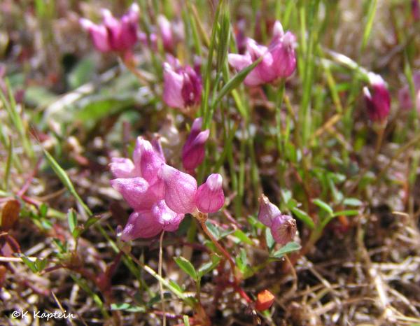 Photo of Trifolium depauperatum var. depauperatum by <a href="http://naturestudent.wordpress.com/">krista kaptein</a>