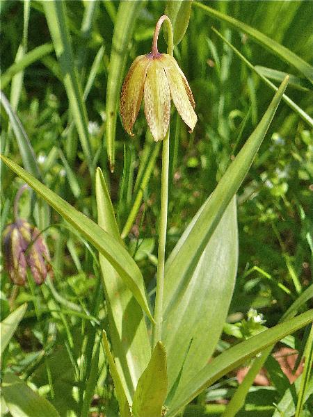 Photo of Fritillaria affinis by Rosemary Taylor