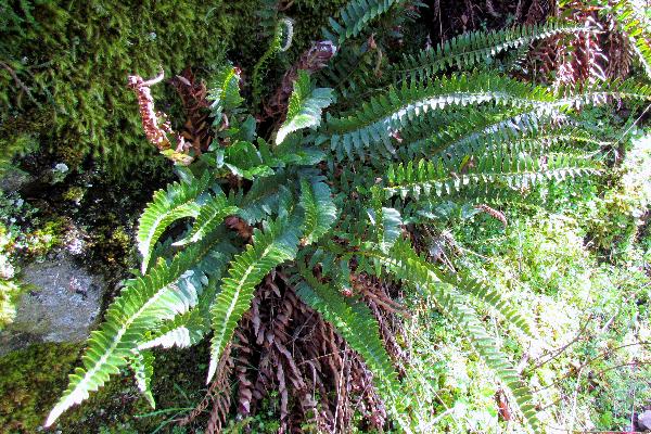 Photo of Polystichum imbricans ssp. imbricans by Val George