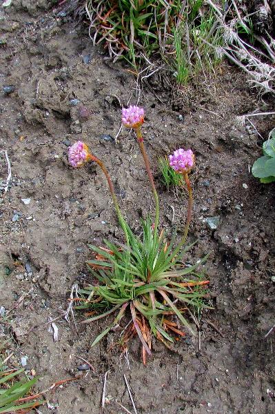 Photo of Armeria maritima by Val George
