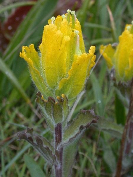Photo of Castilleja levisecta by Wylie Thomas