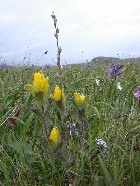 Photo of Castilleja levisecta by Wylie Thomas