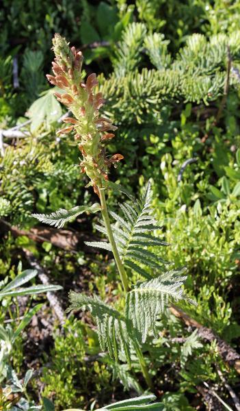 Photo of Pedicularis bracteosa by <a href="http://www.natureniche.ca">Gordon Neish</a>