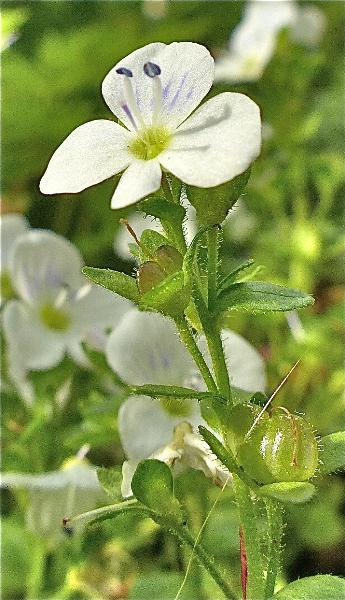 Photo of Veronica serpyllifolia var. humifusa by Rosemary Taylor
