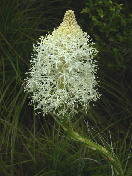 Photo of Xerophyllum tenax by Doug Skilton