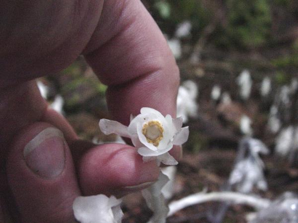 Photo of Monotropa uniflora by Province of British Columbia (Bill Jex)