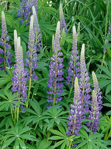 Photo of Lupinus polyphyllus ssp. polyphyllus by <a href="
http://www.blevinsphoto.com/
">David Blevins</a>
