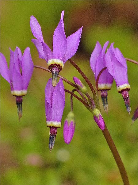 Photo of Dodecatheon hendersonii by Rosemary Taylor