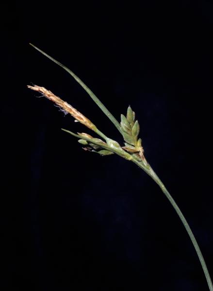 Photo of Carex livida by A. A.  Reznicek