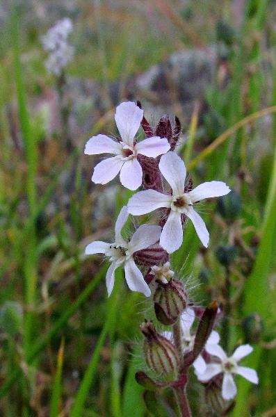 Photo of Silene gallica by Val George