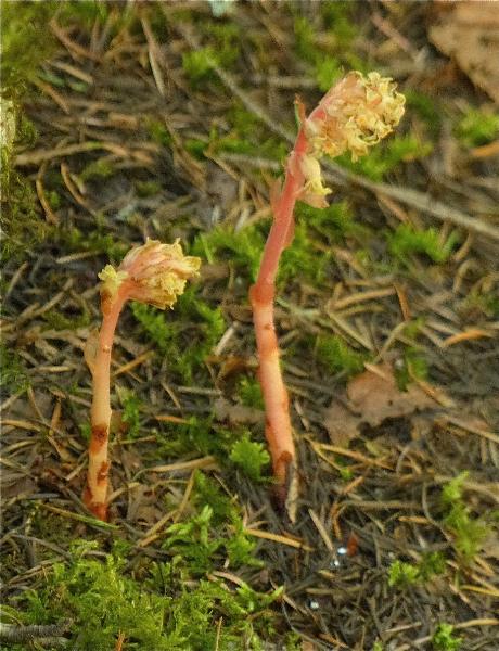 Photo of Hypopitys monotropa by Rosemary Taylor
