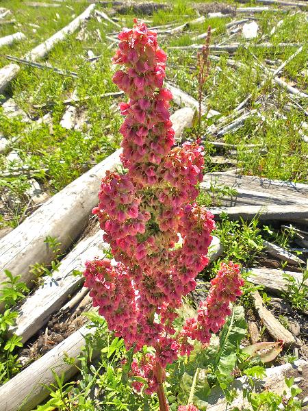 Photo of Rumex occidentalis by Rosemary Taylor