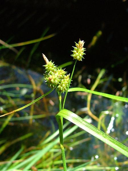 Photo of Carex viridula ssp. viridula by Jamie Fenneman