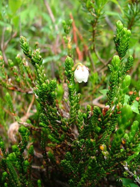 Photo of Cassiope mertensiana ssp. mertensiana by Jamie Fenneman