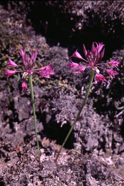 Photo of Allium acuminatum by Jim Riley