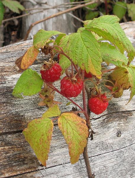 Photo of Rubus idaeus by Virginia Skilton