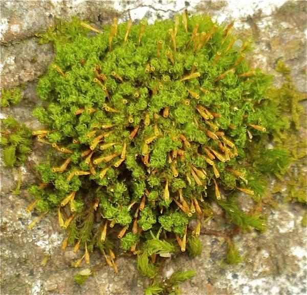 Photo of Ulota obtusiuscula by Rosemary Taylor