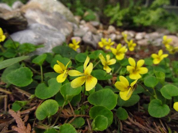 Photo of Viola sempervirens by <a href="http://www.westcoastgardens.ca">Celeste Paley</a>
