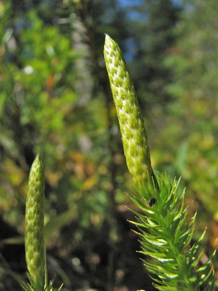 Photo of Lycopodium annotinum by Rosemary Taylor