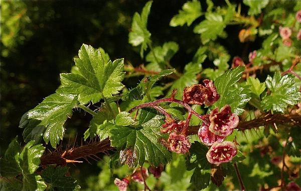 Photo of Ribes lacustre by Rosemary Taylor