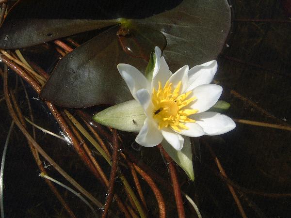 Photo of Nymphaea tetragona by <a href="http://www.adventurevalley.com/larry">Larry Halverson</a>