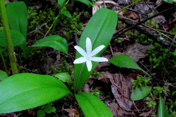 Photo of Clintonia uniflora by Val George