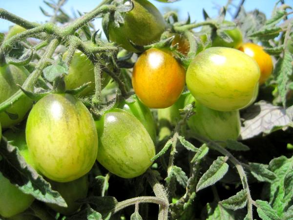 Photo of Solanum lycopersicum by <a href="http://www.flickr.com/photos/dianesdigitals/">Diane Williamson</a>