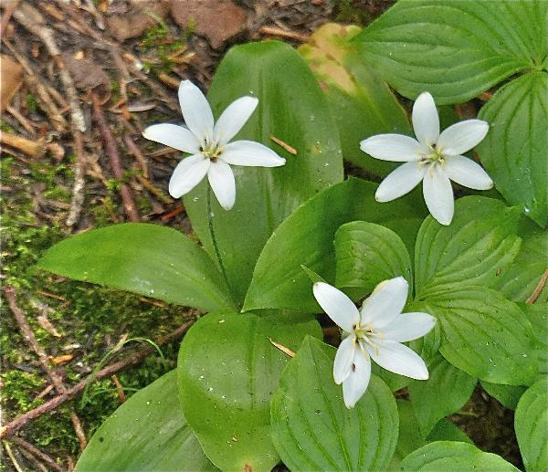 Photo of Clintonia uniflora by Rosemary Taylor