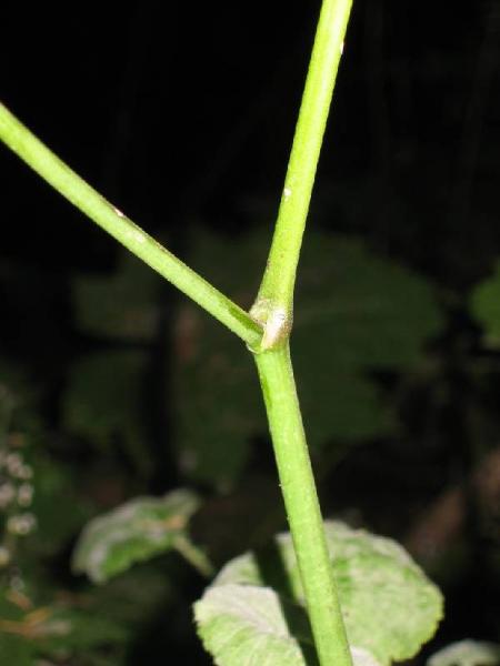 Photo of Actaea rubra by Brian Klinkenberg