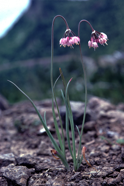 Photo of Allium cernuum by Jim Riley