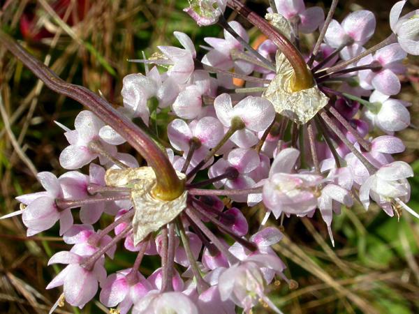 Photo of Allium cernuum by <a href="http://daveingram.ca/">Dave Ingram</a>