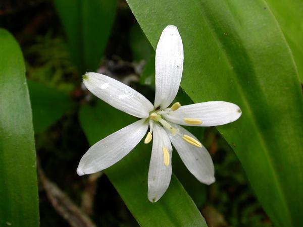 Photo of Clintonia uniflora by <a href="http://daveingram.ca/">Dave Ingram</a>